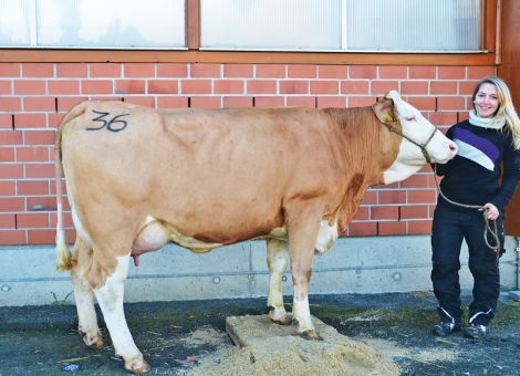 Die gute Produktionsfärse bleibt weiterhin gefragt