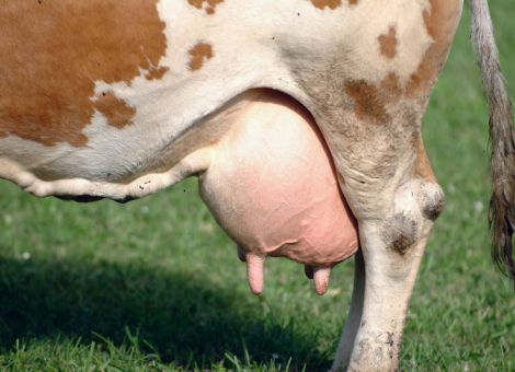 Erweiterte Mastitisbehandlung kann Fruchtbarkeit verbessern