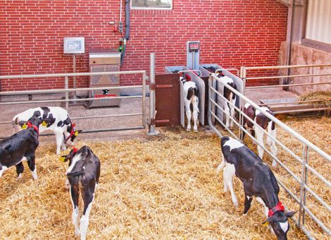 Kälberfütterung kann automatisiert werden