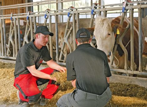 Schwefelgehalte im Futter müssen bekannt sein