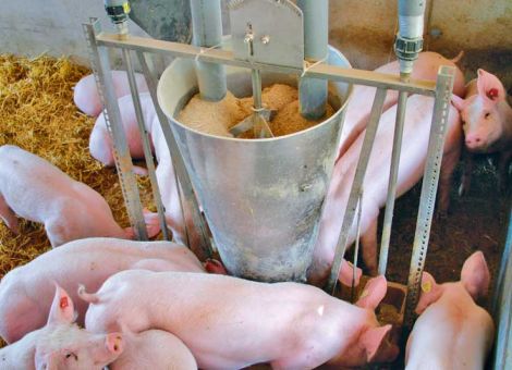Lupinen ins Schweinemastfutter?