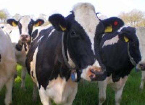 Rinderhalter wegen Milzbrand in Ostfrankreich besorgt