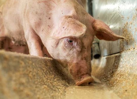 Mit Roggen günstiger Schweine mästen