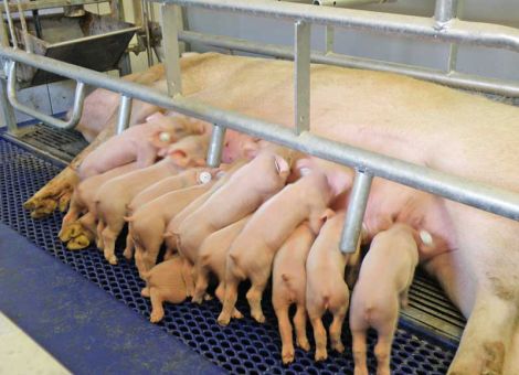 Fruchtbare Sauen angepasst füttern