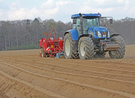 Knollen düngen und schützen