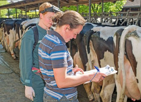 Trächtigkeit über die Milch nachweisen lassen?
