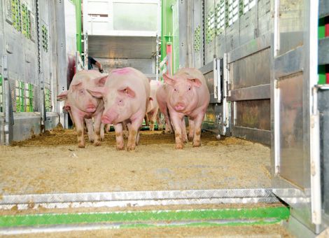 Schweineschlachtungen: Tönnies gewachsen