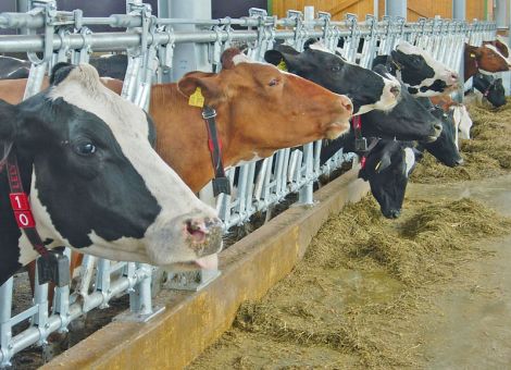 Mit Aktivitätsmessung höhere Konzeptionsraten erreichen
