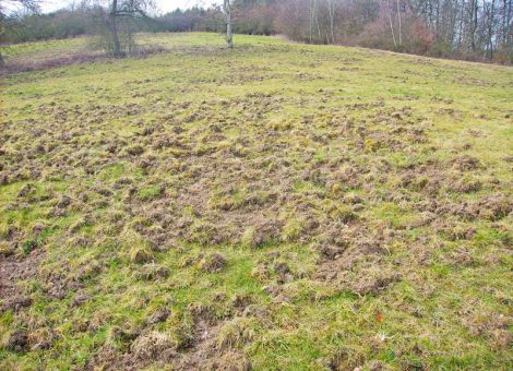 Narbenlücken begünstigen Futterverschmutzung