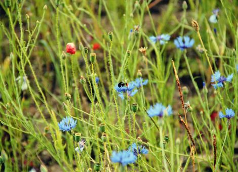 Agrarumwelt- und Klimaschutz in Rheinland-Pfalz