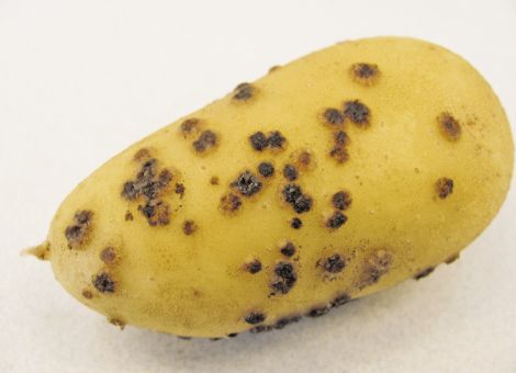 Die Pflanzkartoffelverordnung wird neu aufgestellt