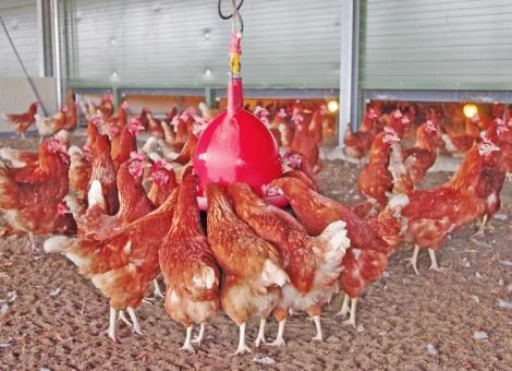 Verhaltensstörungen durch richtige Fütterung vermeiden