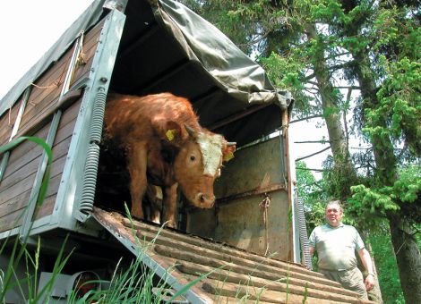 Tiertransporte – das sollte man wissen