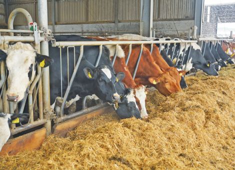In kleinen Schritten die Herde aufgestockt