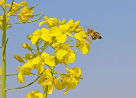 Neonikotinoid-Verbot erhöht Produktionskosten im Rapsanbau