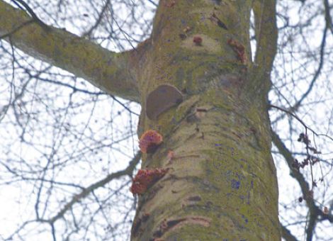 Fehlende Niederschläge schwächen ältere Buchen