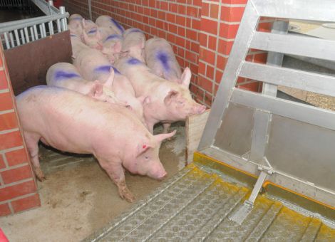 Schlachtschweinemarkt kommt in Schwung