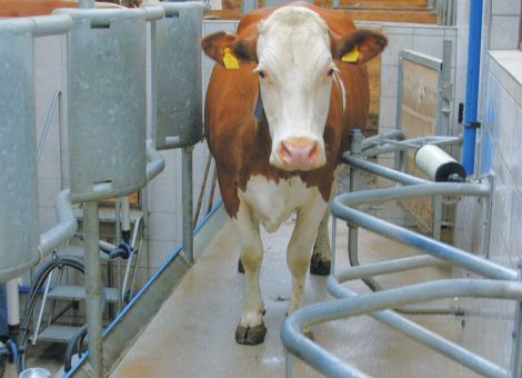 Agrarrat ohne klare Linie zur Milchmarktkrise – Klarheit über zweites Hilfspaket bei nächstem Agrarrat , © agrarpress Agrarrat ohne klare Linie zur Milchmarktkrise