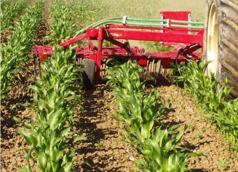 Gras-Untersaaten im Mais sind problemlos möglich