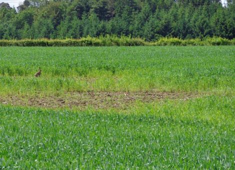 Gut gepflegte Böden zahlen den Einsatz zurück
