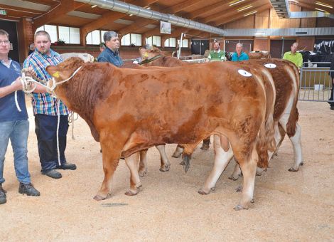 Starke Nachfrage nach Fleischrindern in Alsfeld