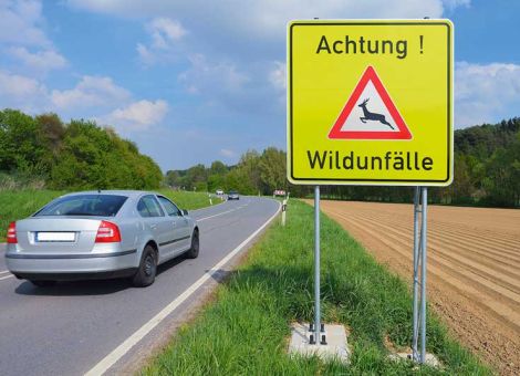 Rehwild hat im Frühsommer stärkere Wanderbewegungen