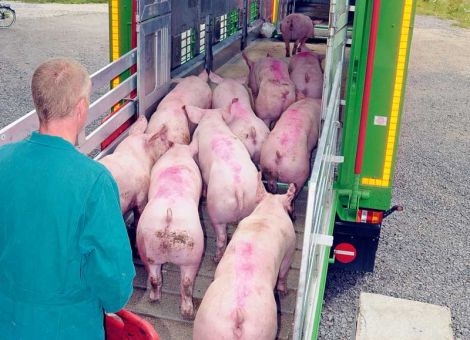 Sommerliche Stimmung am EU-Schlachtschweinemarkt