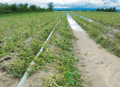 Kartoffelknollen sind wasserscheu