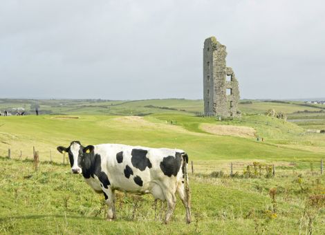 Irische Milchbauern weisen Verantwortung für Krise zurück – Produktionsausweitung zum Ausgleich des Preisrückgangs, © imago images/imagebroker Irische Milchbauern weisen Verantwortung für Krise zurück