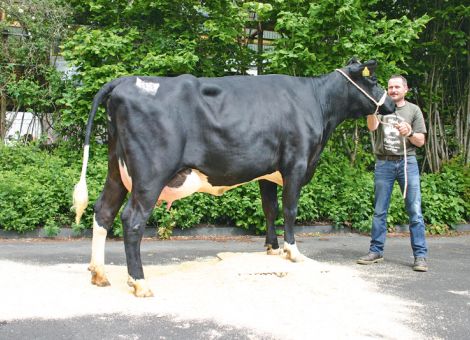 Gute Zuchttiere flott verkauft 