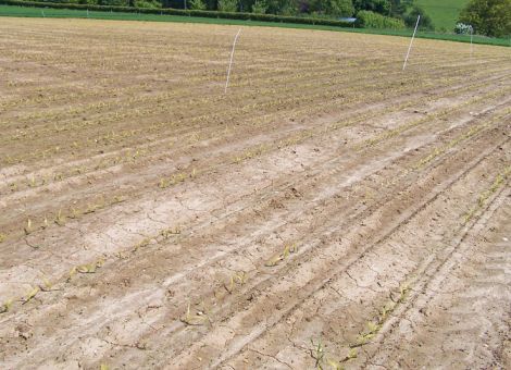 Erosion, Verschlämmung und Auswaschung mindern