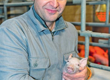 Ausstieg aus der Ferkelkastration zwingt zum Handeln