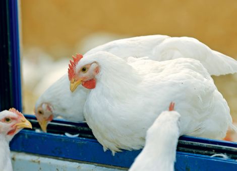 EU-Fleischexporteure erwirtschaften Umsatzplus