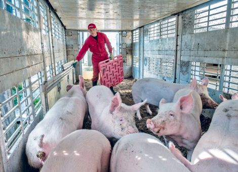 Schweinepreisrückgang nur in Deutschland