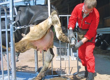 Bei Klauenproblemen ist rasches Handeln gefragt