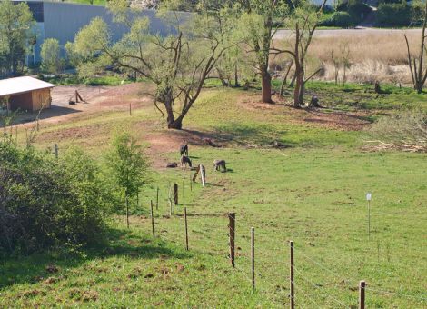 Landschaftspflege mit Biss 