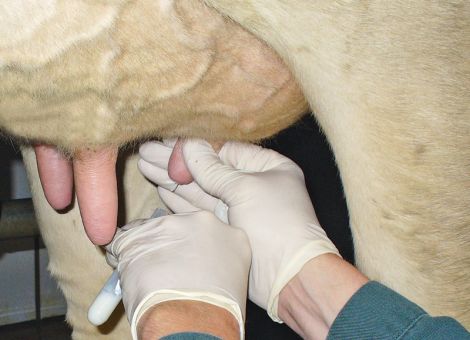 Trächtig oder nicht trächtig? – das ist hier die Frage