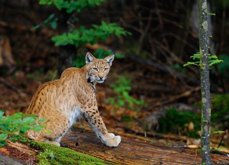 Luchs-Ansiedlung im Pfälzer Wald startet