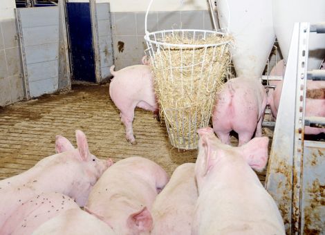Mehr Geld für die Initiative Tierwohl