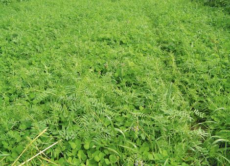 Ein nicht gelungener Anbau der Zwischenfrucht ist teuer