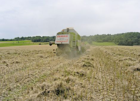 Die Rapsstoppel zur Vorfruchtwirkung anregen