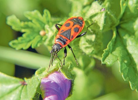 Wanzen im Garten