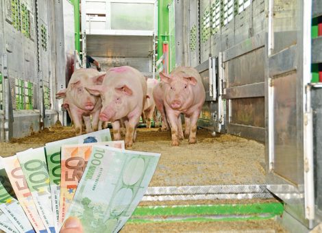 Schlachtschweinepreise im Sommerhoch