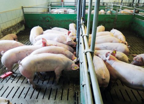 Comeback des Langtroges in der Schweinemast?