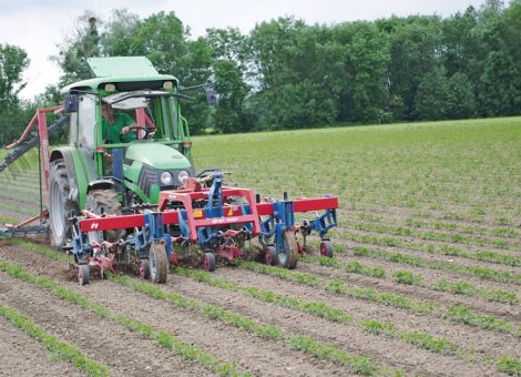 Mechanische Bekämpfung erfordert Fingerspitzengefühl