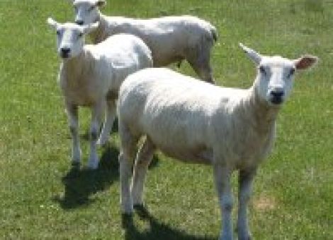 Stichtagsmeldung Schafe und Ziegen