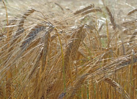 Wintergersten: deutlich kleinere Ernte als 2015 zu erwarten