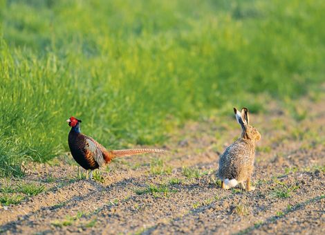 Nach der Ernte im Feld Äsung und Deckung schaffen