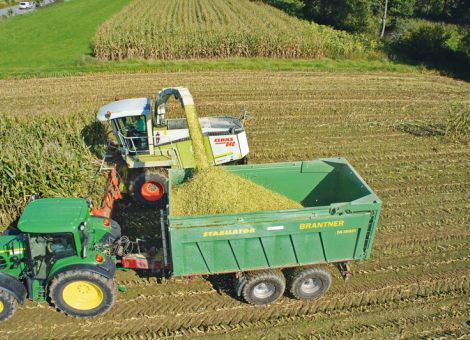 Was können Siliermittel in der Maissilage leisten?