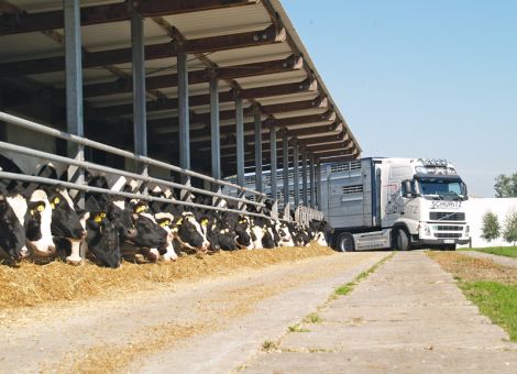 Trotz Milchmarktkrise 40 000 Holstein-Zuchtrinder exportiert